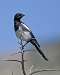 Black billed Magpie 4168